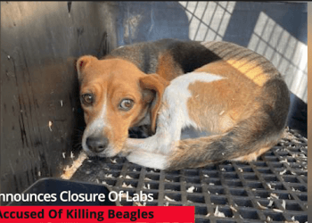 NIH Closing Animal Experiment Lab Accused Of Killing Thousands Of Beagles